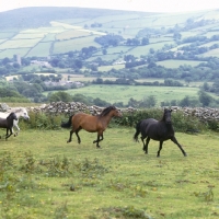 Picture of Dartmoor mares and foal  running on Dartmoor