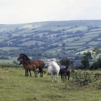 Picture of dartmoor mares and foals on the moor
