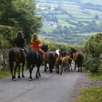 Picture of Dartmoor mares returning from pasture with riders