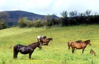 Picture of dartmoor ponies in a field at widecombe in the moor