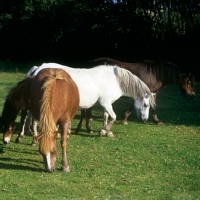 Picture of dartmoor ponies in different colours