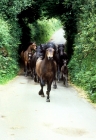 Picture of dartmoor ponies returning from pasture on a road on dartmoor