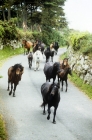 Picture of dartmoor ponies returning from pasture on a road in dartmoor