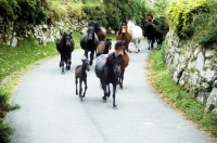 Picture of dartmoor ponies returning from pasture on a road in dartmoor