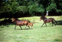 Picture of Dartmoor ponies running with a foal