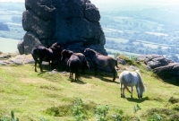 Picture of dartmoor ponies together on  dartmoor