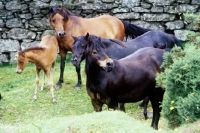 Picture of dartmoor ponies together on dartmoor