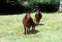 Picture of dartmoor ponies with a foal in a field