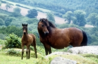Picture of dartmoor pony and foal