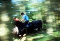Picture of dartmoor pony jumping with young girl rider