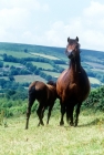Picture of dartmoor pony looking at camera, foal hiding