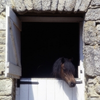 Picture of Dartmoor pony looking out from stone Dartmoor stable 
