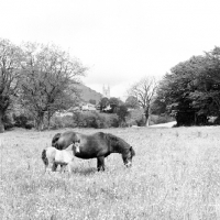 Picture of dartmoor pony mare and foal at widecombe in the moor