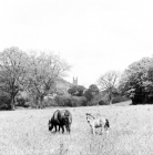 Picture of dartmoor pony mare and foal at widecombe in the moor