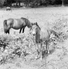Picture of dartmoor pony, mare and foal 
