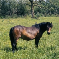 Picture of Dartmoor pony mare full body 
