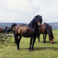 Picture of dartmoor pony stallion full body 