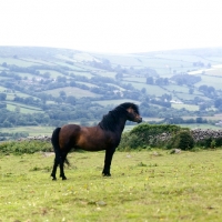 Picture of dartmoor pony stallion full body 