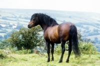 Picture of dartmoor pony stallion standing in the countryside on dartmoor