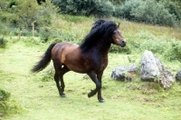 Picture of dartmoor pony stallion trotting on dartmoor