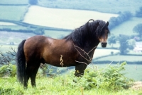 Picture of dartmoor pony stallion