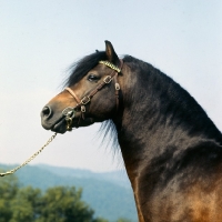 Picture of Dartmoor stallion head and shoulders 