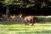 Picture of datrmoor pony mare cantering in a field