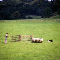 Picture of david ogilvie & jim, border collie penning sheep on 'one man and his dog' , lake district