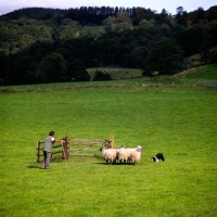 Picture of david ogilvie and jim, border collie penning sheep on 'one man and his dog' , lake district