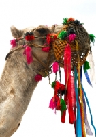 Picture of decorated camel in India