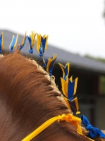 Picture of decorated mane