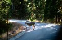 Picture of deer on the road in yosemite national park