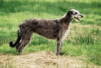 Picture of deerhound from champflower, side view