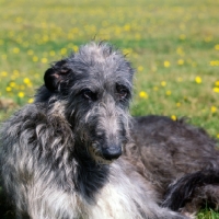 Picture of deerhound head shot