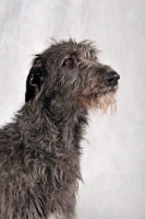 Picture of Deerhound head study in studio