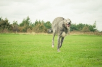 Picture of Deerhound in field