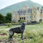 Picture of deerhound, in the grounds of ardkinglas house, scotland