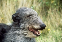Picture of deerhound in the wind, head study