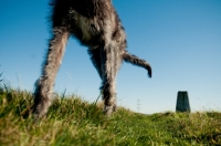 Picture of Deerhound low angle
