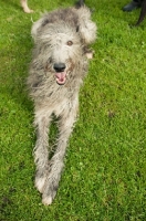 Picture of Deerhound lying on grass