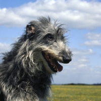 Picture of deerhound, portrait, he goes by the name of champflower