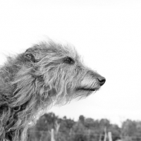 Picture of deerhound, portrait in profile