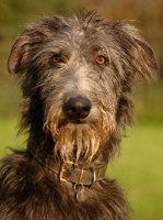 Picture of Deerhound portrait