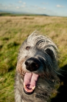 Picture of Deerhound portrait