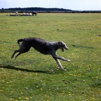 Picture of deerhound running in a field