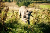 Picture of Deerhound running towards camera