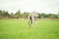 Picture of Deerhound running