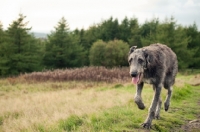 Picture of Deerhound running