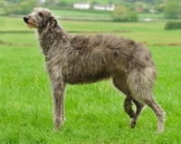 Picture of Deerhound side view