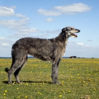 Picture of deerhound standing in a field